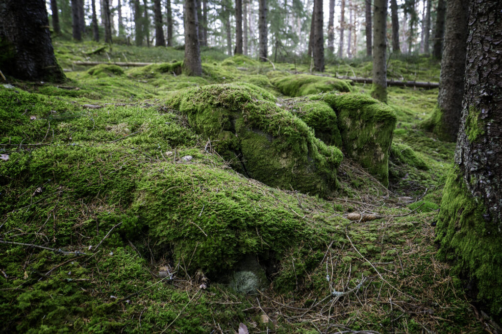 Låt det inte växa mossa på dina drömmar